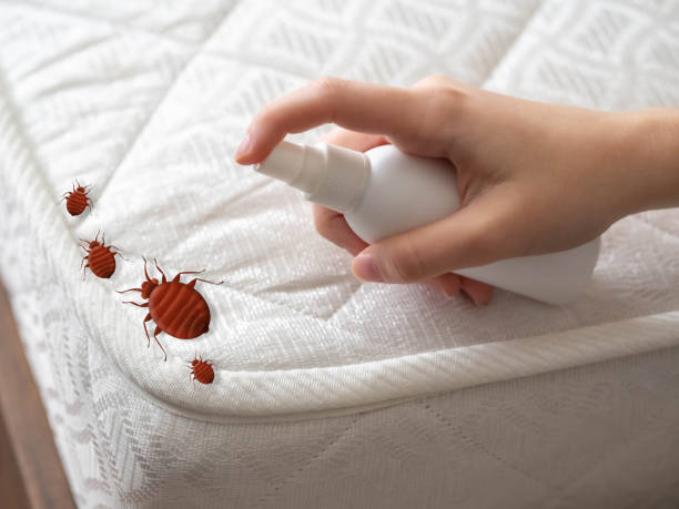 Best Pest Control Near Me in Clive, IA